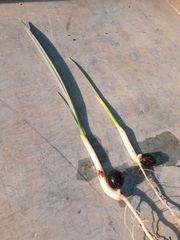 Nannorrhops ritchiana