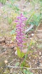 Lachenalia pallida