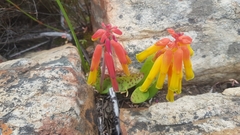 Lachenalia callista