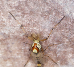 Coelotanypus tricolor