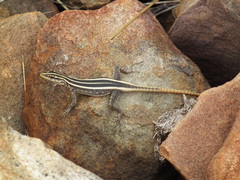 Platysaurus intermedius