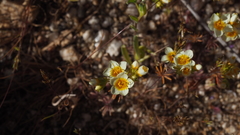 Leptosiphon lemmonii