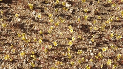 Leptosiphon lemmonii