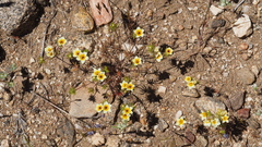 Leptosiphon lemmonii