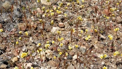 Leptosiphon lemmonii