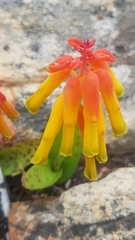 Lachenalia callista