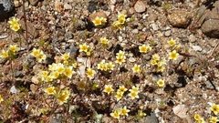 Leptosiphon lemmonii