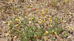 Leptosiphon lemmonii