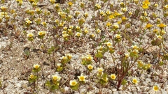 Leptosiphon lemmonii