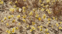 Leptosiphon lemmonii