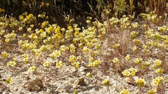 Leptosiphon lemmonii