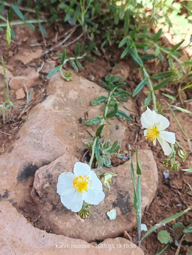 Helianthemum cinereum