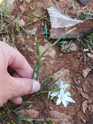 Ornithogalum baeticum