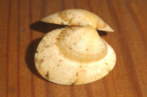 Ruditapes decussatus