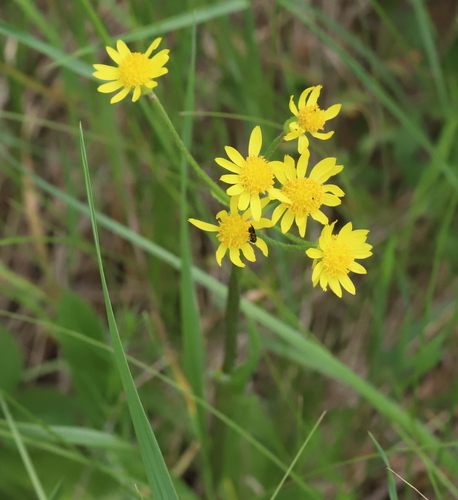 Field Fleawort