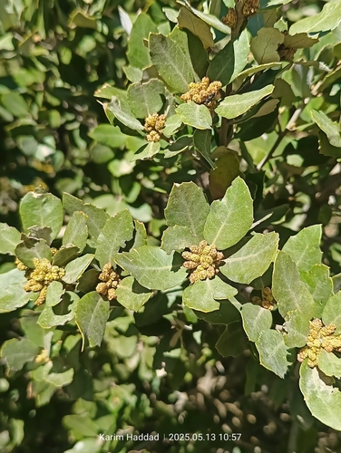sweet acorn oak