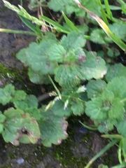 Lamium purpureum