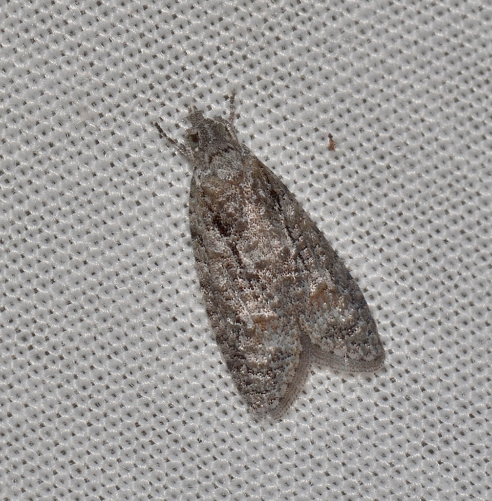 Palaeotoma styphelana
