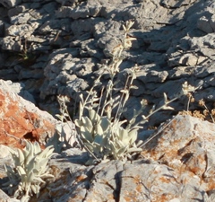 Pentanema verbascifolium