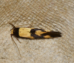 Opogona comptella