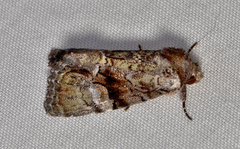 Epicyrtica leucostigma