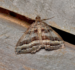 Xanthorhoe percrassata