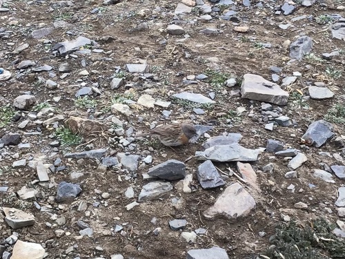 Robin Accentor (Prunella rubeculoides), photo 2