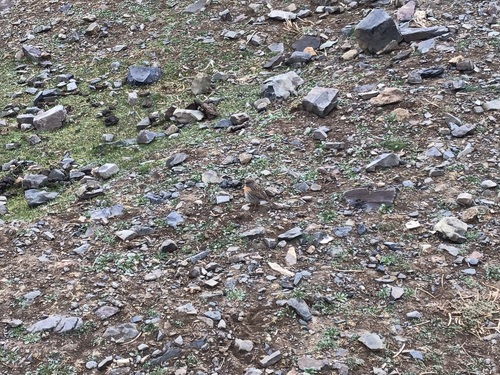 Robin Accentor (Prunella rubeculoides), photo 9