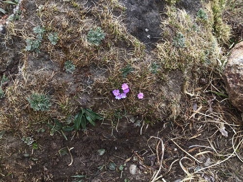 Primula tibetica, photograph 5