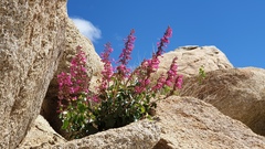 Penstemon clevelandii clevelandii