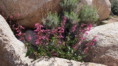 Penstemon clevelandii clevelandii