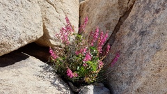 Penstemon clevelandii clevelandii