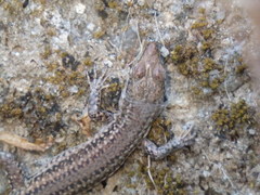 Podarcis virescens