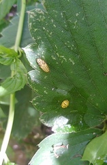 Psyllobora vigintiduopunctata