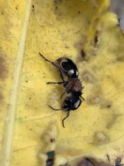Ronisia barbarula