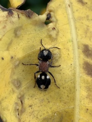 Ronisia barbarula
