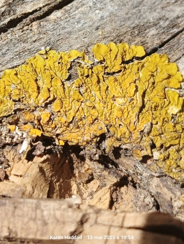 Common Sunburst Lichen