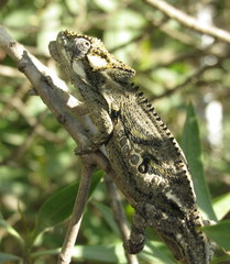 Bradypodion occidentale