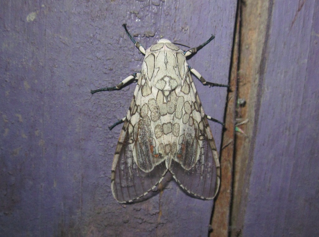 Hypercompe peruvensis