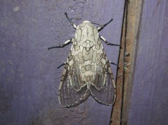 Hypercompe peruvensis