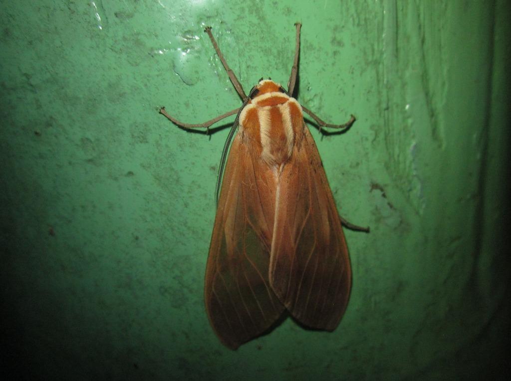 Amastus aloniae