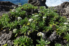 Heliotropium anomalum