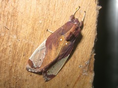 Bertholdia albipuncta