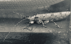 Cymatomera denticollis