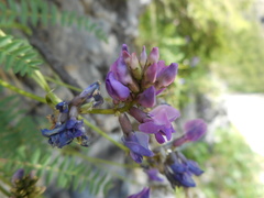 Oxytropis montana