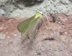 Synchlora expulsata
