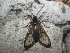 Cosmosoma joavana