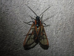 Cosmosoma joavana