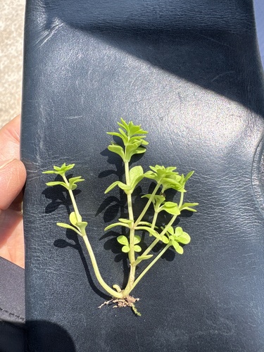 Sedum elatinoides
