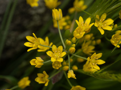 Allium scorzonerifolium, photograph (c) Borja Fierro, some rights reserved (CC BY)